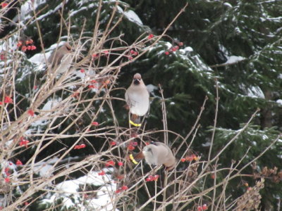 IMG_2593_1.JPG