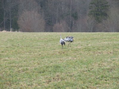 IMG_2847_1.JPG