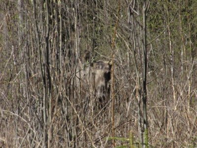 IMG_3066_1.JPG