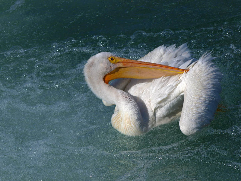 American White Pelican - housecleaning