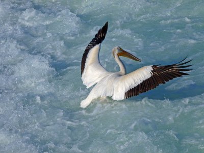 Pelican - American White