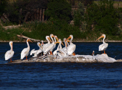 American White Pelican's on the Bow River