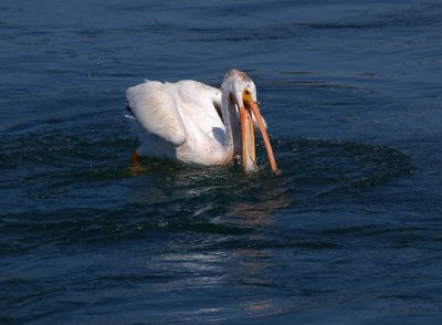 Fishing