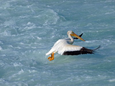 Pelican Hop