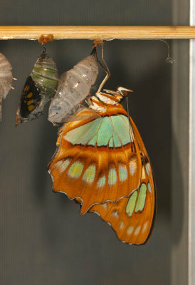 Malachite and Green Triangle Butterflies