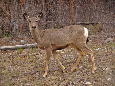 Mule Deer