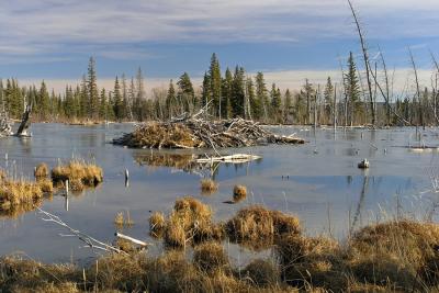 Yamnuska Beaver Ponds 3