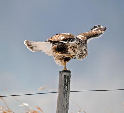 Rough-legged Hawk 2