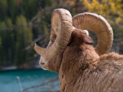Bighorn Sheep Ram peeking