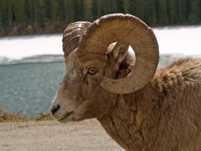 Bighorn Sheep Ram portrait