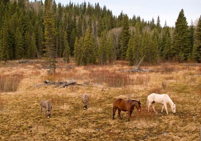 Sharing spring pasture ...