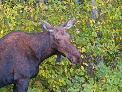 Manitoba Female Moose Portrait