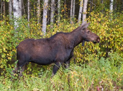 Manitoba Female Moose