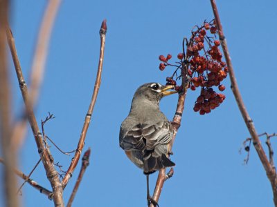 Female American Robin enjoying berries ...