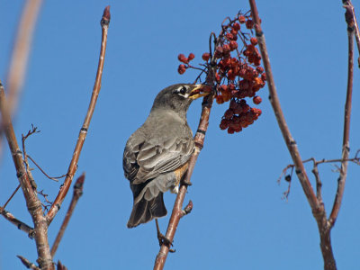 Female American Robin