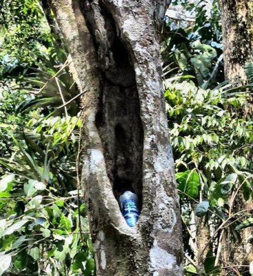 Tourist's bottle left over in a trunk(Guatemala) .JPG
