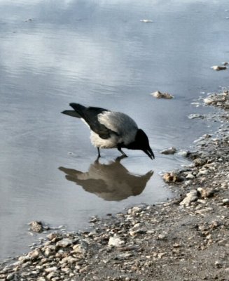 birds