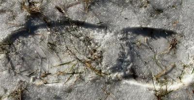 Footprints On The Snow.JPG