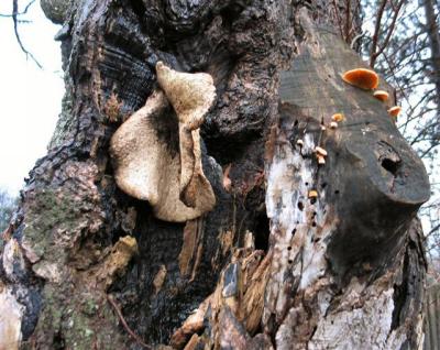 Mushrooms Growing On A Tree.JPG