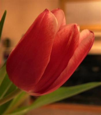 Red Tulip - At A Warm Home.JPG