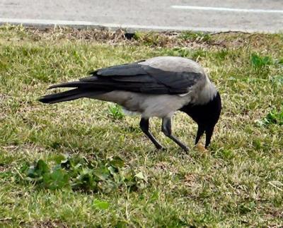 Nearby - A Crow Search For Leftover .JPG