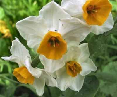 Narcissus Tazetta.JPG
