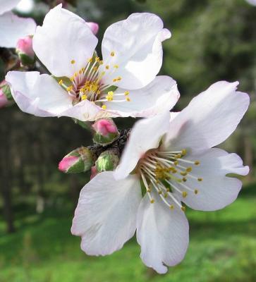  Blooming  Almond  Tree.JPG