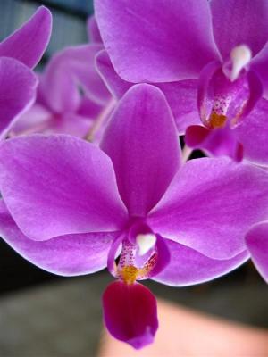 An Orchid 2.JPG