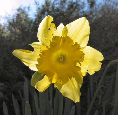 Yellow Cultured Narcissus.JPG