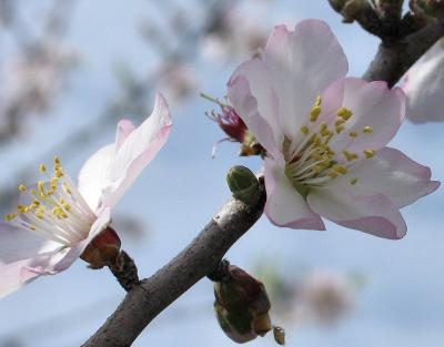 Almond Blooming.JPG
