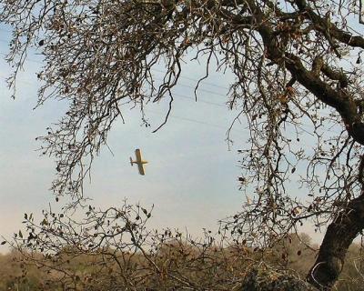 Airplane Among Tree Branches.JPG