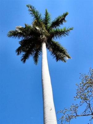 A Palm Tree On  Sky Background, Cuba.JPG