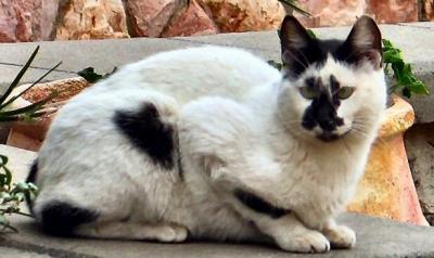 Black  Stains  On  A White  Cat.JPG