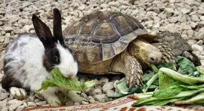 And A Rabbit Lived With A Turtle.JPG