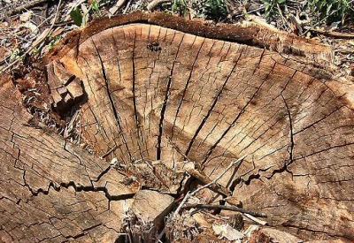 Lines And Curves On A Cutted Down Trunk.JPG