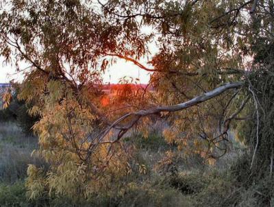 Red Beams Among The Branches.JPG