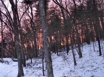 Red Sunset Behind The Forest.JPG