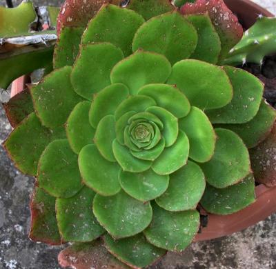 Aeonium Decrum.JPG