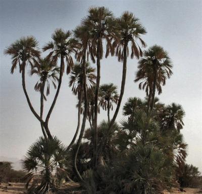 Hyphaene Thebaica - Near Eilat, Israel.JPG