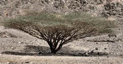 Acacia Tortilis - Shittat HaSochach (Hebrew).JPG