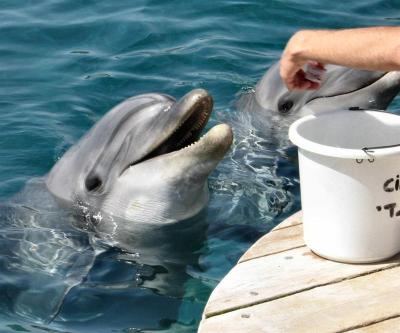 Feeding Dolphins 1.JPG