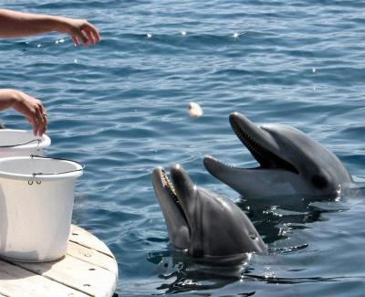 Feeding Dolphins 2.JPG