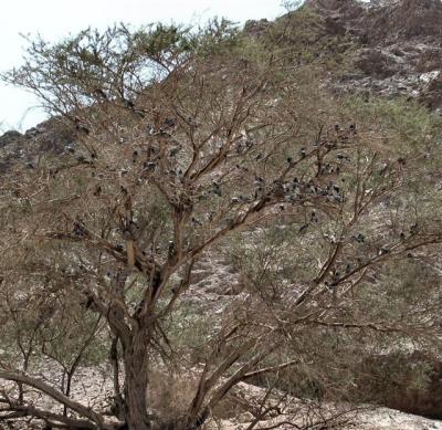 Turtle - Doves On One Tree.JPG