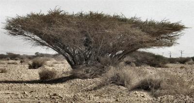 Acacia TortilisNorth Of Eilat.JPG