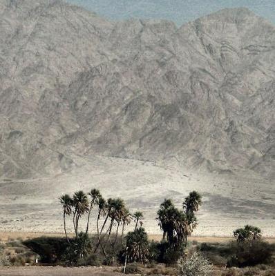 Dom Trees At Evronan. Eilat. At Background - Jordan Mountains.JPG