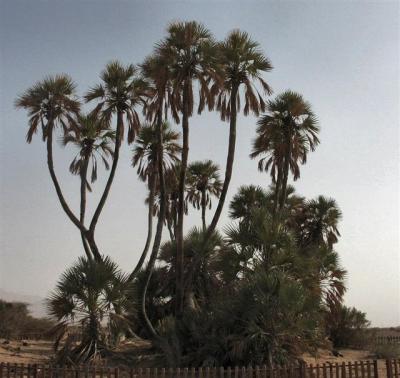 The Most Northern Dom Trees In The Worldn. Eilat .JPG