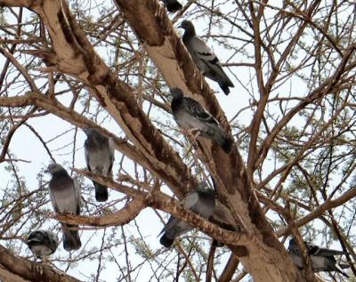 Sign Of Life - A Tree Used  For Nesting  Of  Tens Of  Turtle Doves.JPG