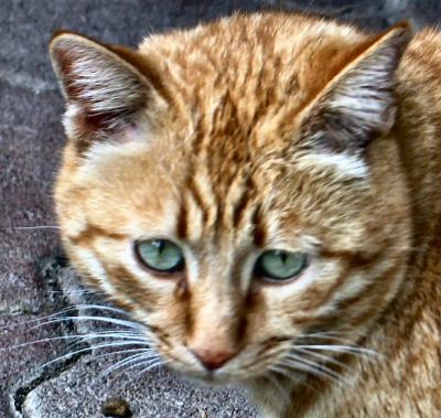 Kitty The Cat.jpg