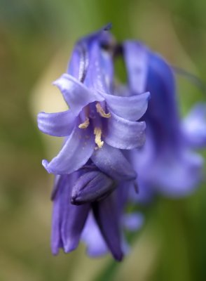 blue bell 1.jpg