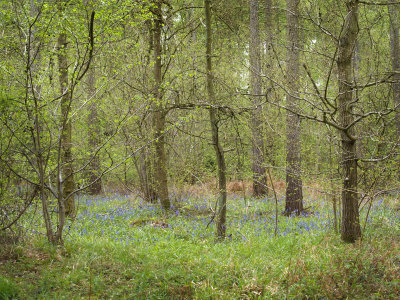 woods blue floor .jpg